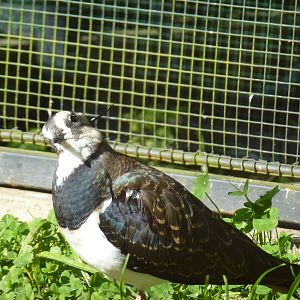 Lapwing, November 2013.