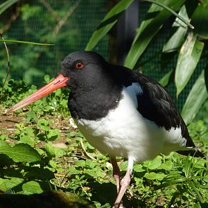 Oystercatcher, November 2013.