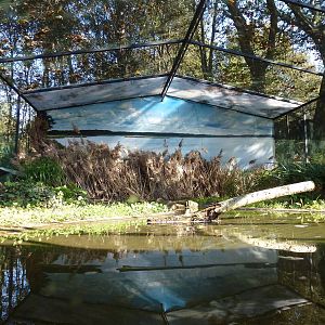 Little bittern aviary, November 2013.