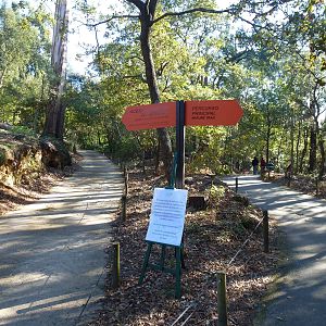 Paths in the oak forest, November 2013.