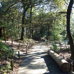 Oak forest, November 2013.