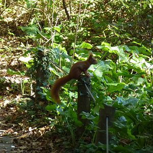 Wild red squirrel, November 2013.