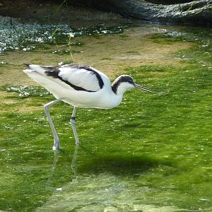 Pied avocet, November 2013.