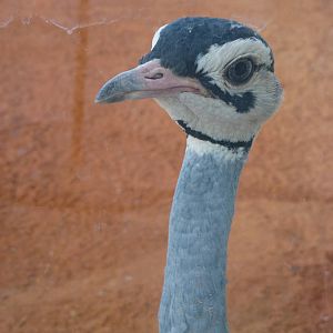 White-bellied bustard - Biorama, November 2013.