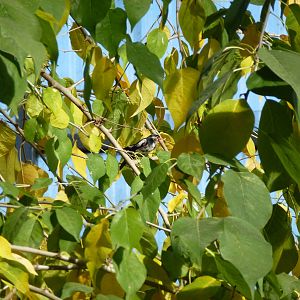 Pin-tailed whydah - Biorama, November 2013.
