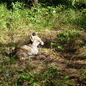 Iberian red fox, November 2013.