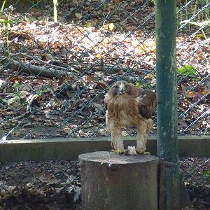 Booted eagle, November 2013.