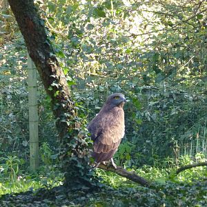 Short-toed snake eagle, November 2013.