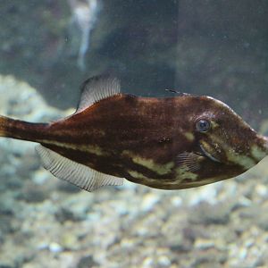 Orange Filefish (Aluteus schoepfii)