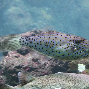 Leatherjacket Filefish (Aluterus scripta)