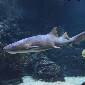 Nurse Shark (Ginglymostoma cirratum)