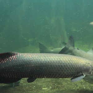 Giant Arapaima (Arapaima gigas)