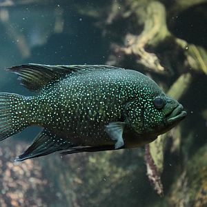 Polleni Cichlid (Paratillapia polleni)