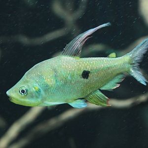 Rainbow Characin (Rhoadsia altipinna)