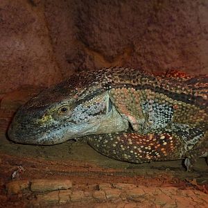 White-throated monitor, November 2013.