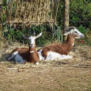 Mhorr gazelles, November 2013.