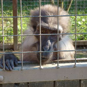 Tonkean macaque, November 2013.