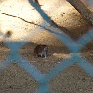 Brown rat, November 2013.
