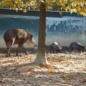 Tapir and peccaries, November 2013.