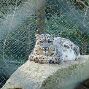 Snow leopard, November 2013.