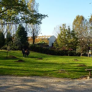 Free-ranging prairie dog field, November 2013.