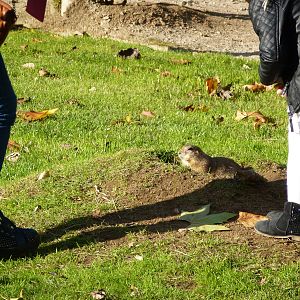 Free-ranging prairie dog, November 2013.