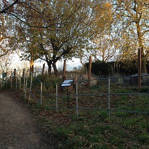 Vicu?a enclosure London Zoo December 2013