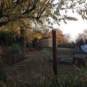 Vicu?a enclosure London Zoo December 2013