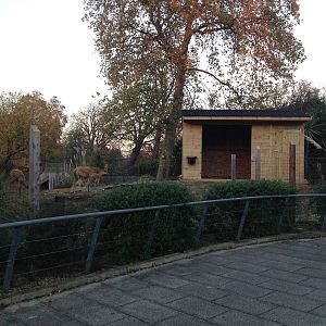 Vicu?a enclosure London Zoo December 2013