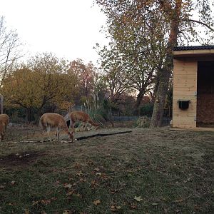 Vicu?a enclosure London Zoo December 2013