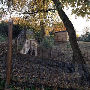 Vicu?a enclosure London Zoo December 2013