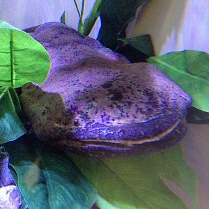 Chinese Giant Salamander