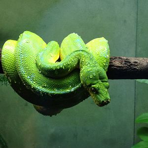 Green Tree Python