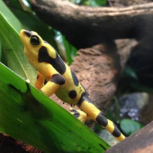 Panamanian Golden Frog