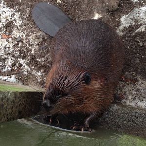 American Beaver