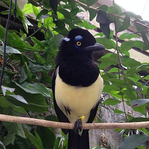 Plush Crested Jay
