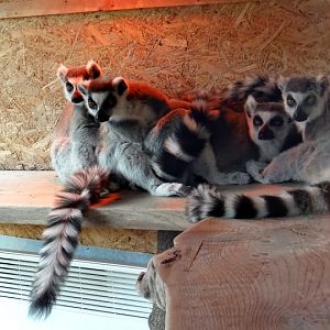 Lemur catta