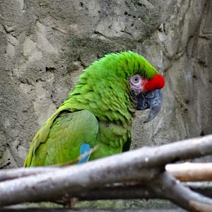 Ara militaris mexicana