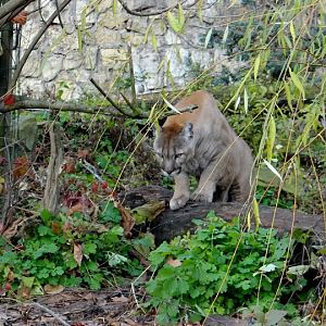 Puma concolor