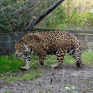 Panthera onca