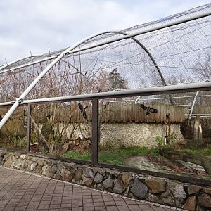 Paddock of Panthera onca