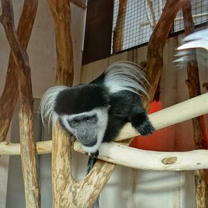 Colobus guereza