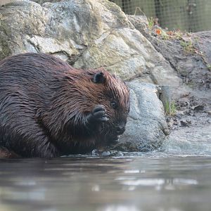 Beaver