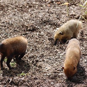 BushDog and Coati Mix