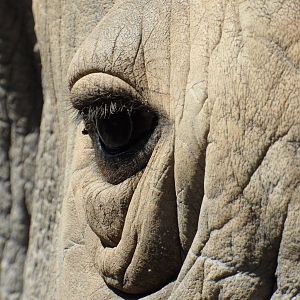 Rhino eye