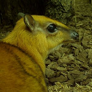 Greater malay chevrotain