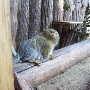 Pygmy marmoset in mixed exhibit (with chevrotains)