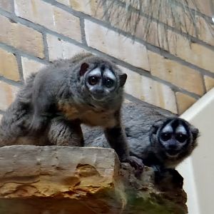 Aotus lemurinus griseimembra