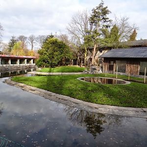 New run of flamingoes