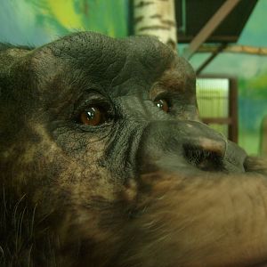 Male chimpanzee closeup